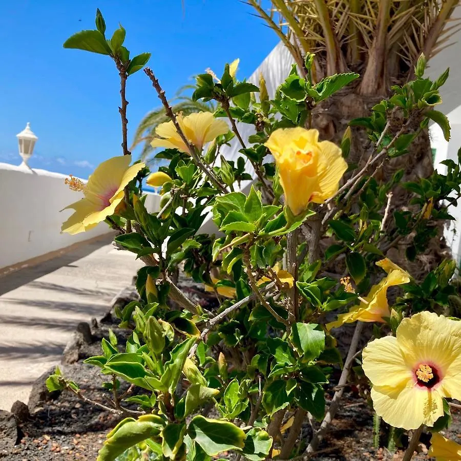 Apartamento La Piedra Directo En Playa La Oliva 0*,  Spagna